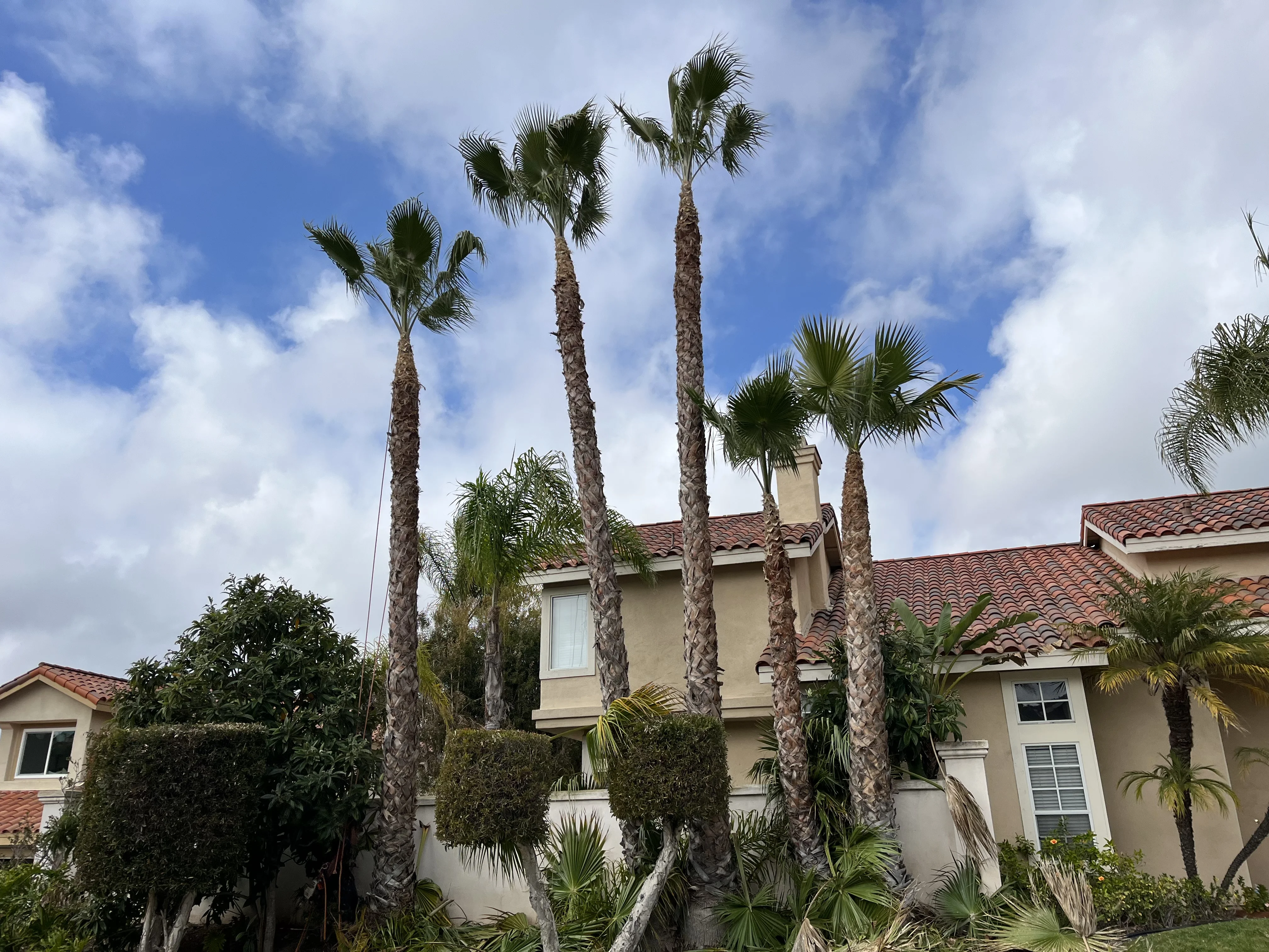 After photo of professionally pruned palm trees in Laguna Beach, CA by Lobato Landscaping