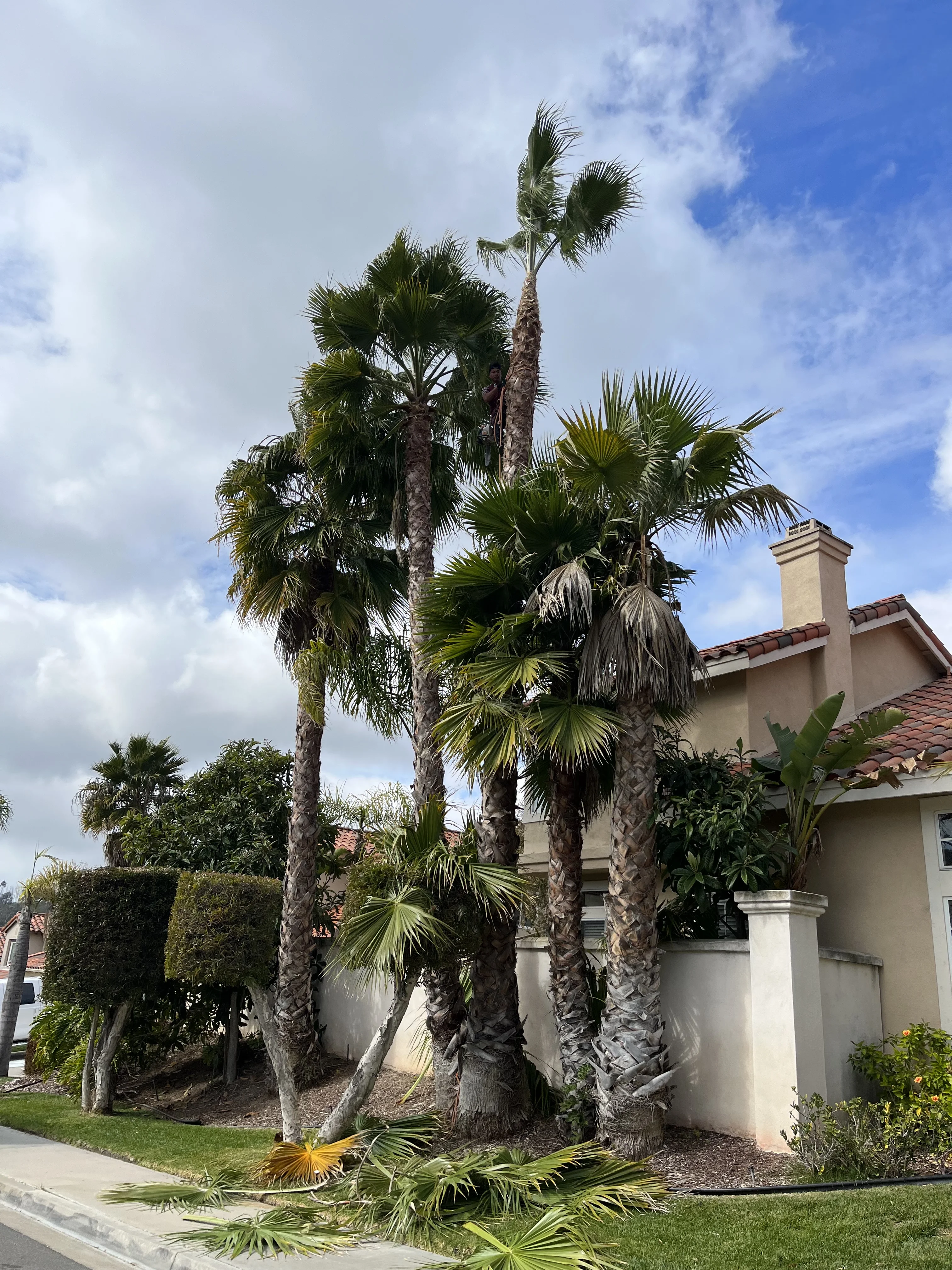 Before photo of overgrown palm tree project in Laguna Beach, CA by Lobato Landscaping