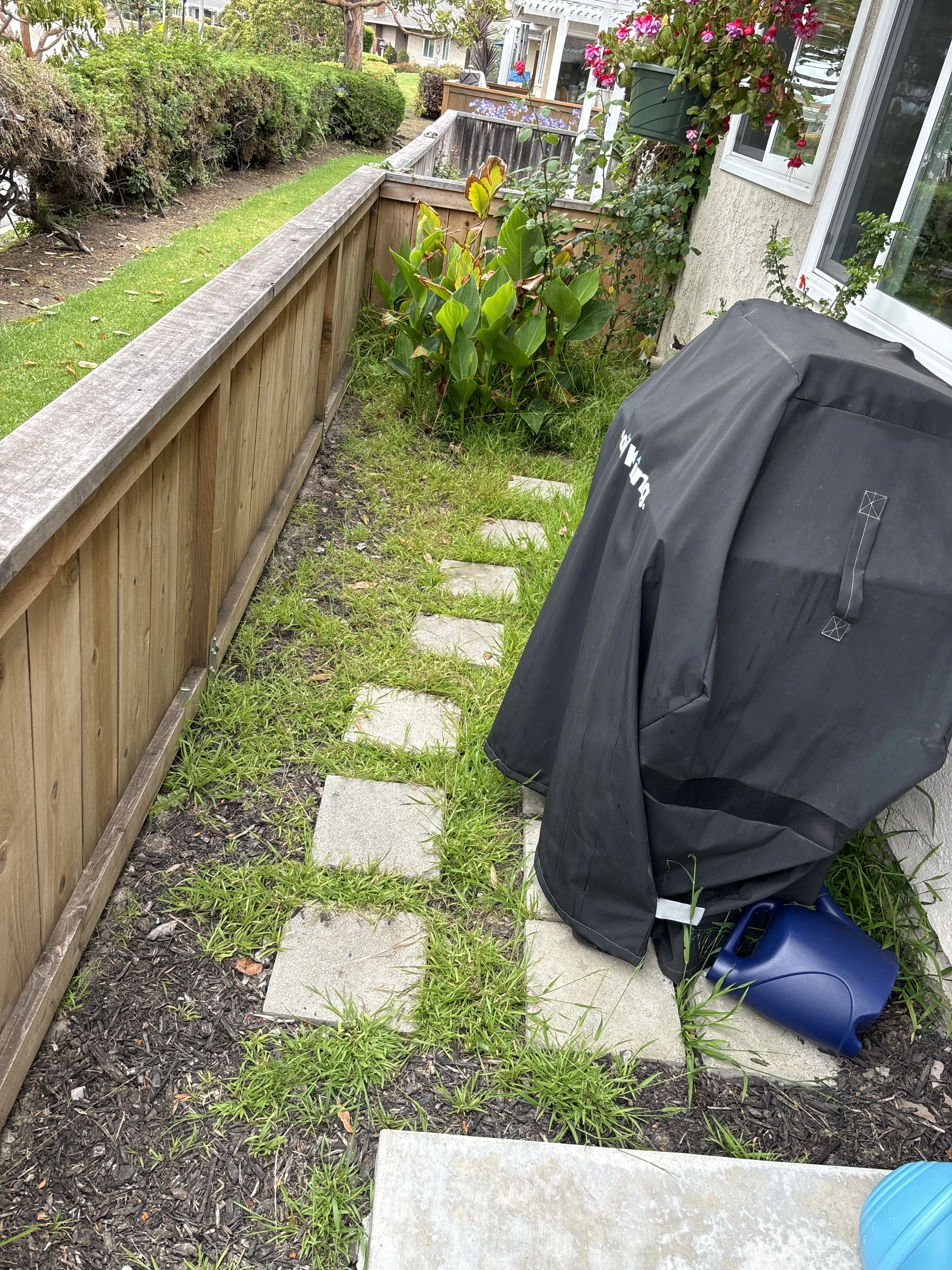 Before photo of overgrown side yard in Laguna Niguel, CA